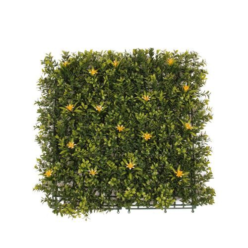 Buchsbaum Heckenpflanze